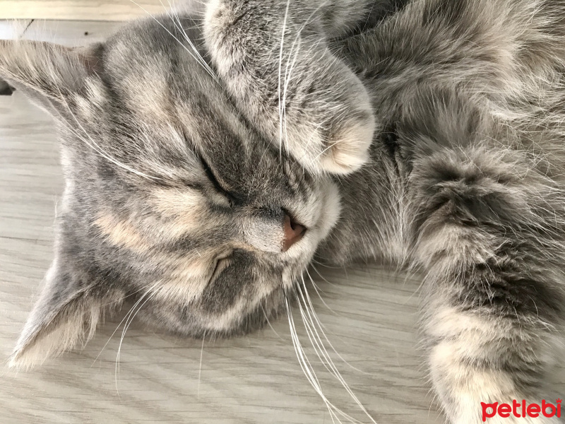 British Shorthair, Kedi  Mia fotoğrafı