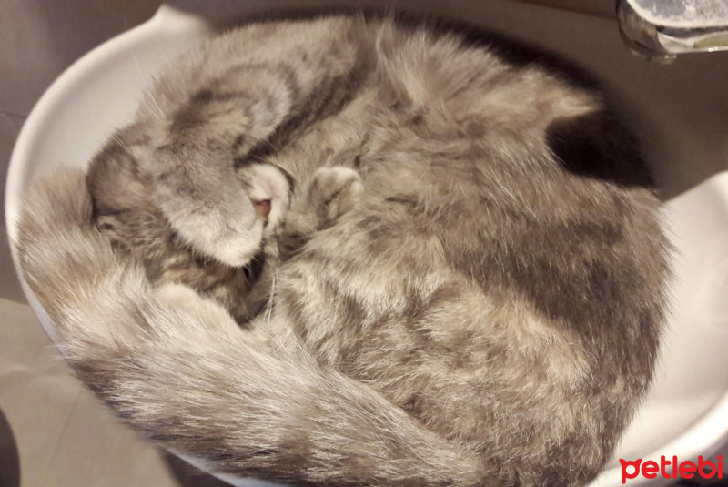 British Shorthair, Kedi  Mia fotoğrafı