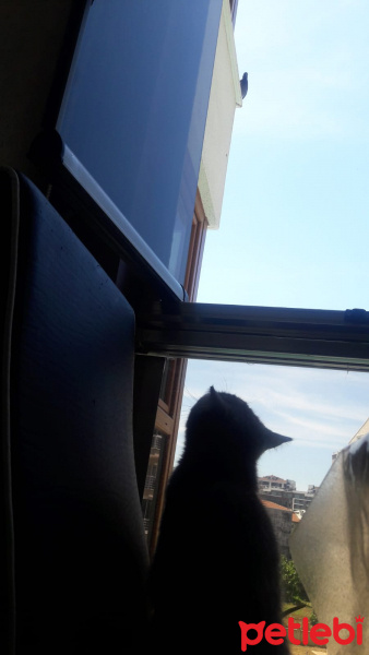 British Shorthair, Kedi  Mia fotoğrafı