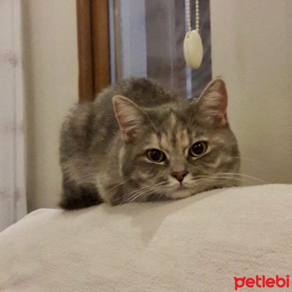 British Shorthair, Kedi  Mia fotoğrafı
