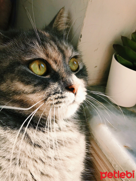 British Shorthair, Kedi  Mia fotoğrafı