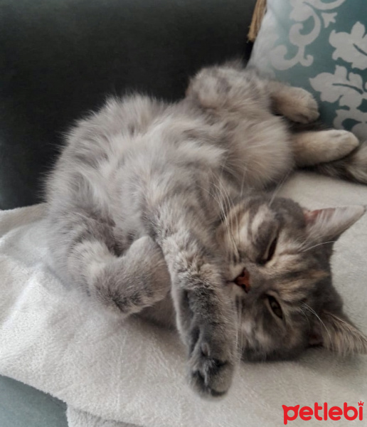 British Shorthair, Kedi  Mia fotoğrafı