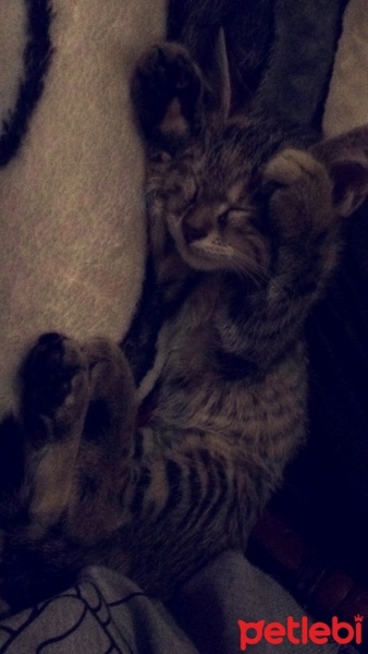 Tekir Kedi, Kedi  paşa fotoğrafı