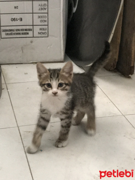 Tekir Kedi, Kedi  8 haftalık yavruya yuva arıyoruz (eskişehir) fotoğrafı