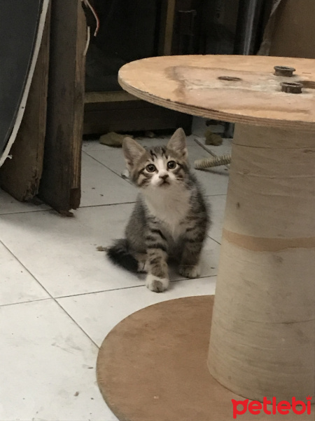Tekir Kedi, Kedi  8 haftalık yavruya yuva arıyoruz (eskişehir) fotoğrafı