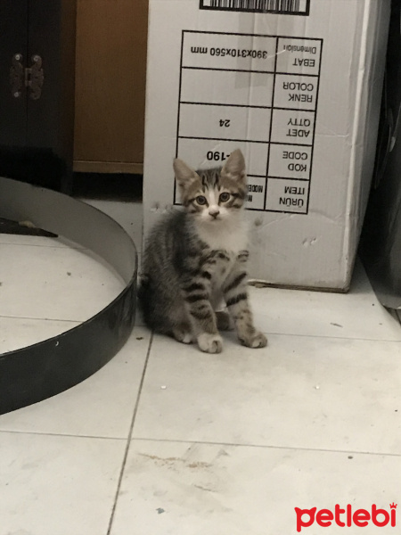 Tekir Kedi, Kedi  8 haftalık yavruya yuva arıyoruz (eskişehir) fotoğrafı