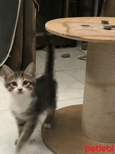 Tekir Kedi, Kedi  8 haftalık yavruya yuva arıyoruz (eskişehir) fotoğrafı