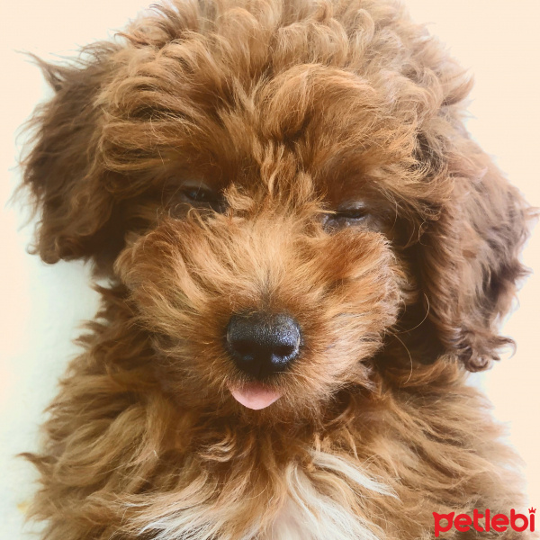 Poodle(Standart Kaniş), Köpek  Blue fotoğrafı