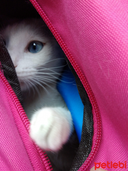 Ankara Kedisi, Kedi  Bulut fotoğrafı