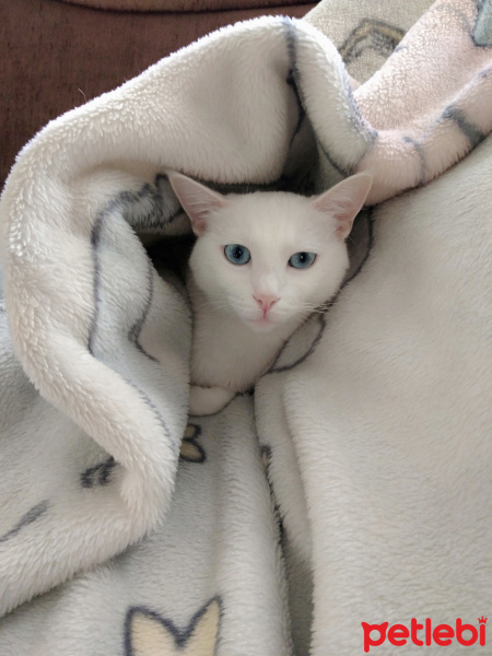Ankara Kedisi, Kedi  Bulut fotoğrafı