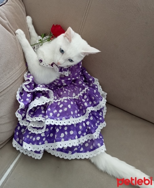 Ankara Kedisi, Kedi  Bulut fotoğrafı