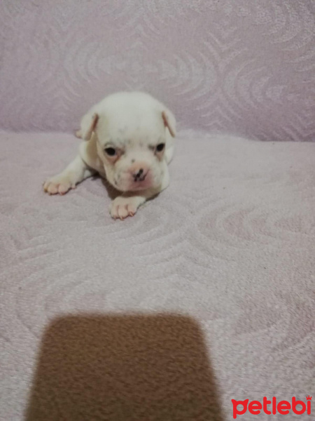 Fransız Bulldog, Köpek  bulut fotoğrafı
