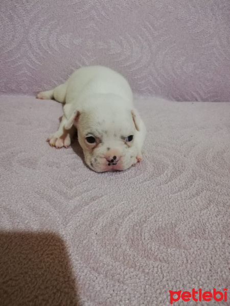 Fransız Bulldog, Köpek  bulut fotoğrafı