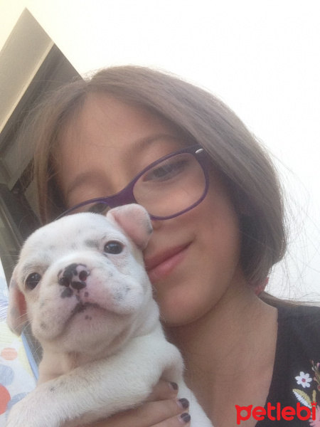 Fransız Bulldog, Köpek  bulut fotoğrafı