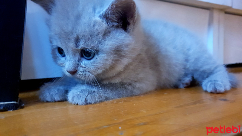 British Shorthair, Kedi  Lili fotoğrafı