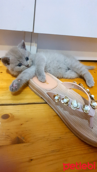British Shorthair, Kedi  Lili fotoğrafı