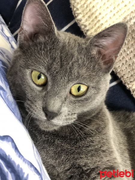 Mavi Rus, Kedi  Bızik fotoğrafı