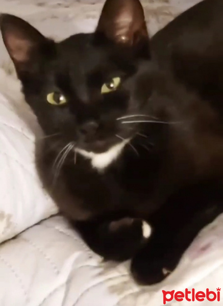 Tuxedo (Smokin) Kedi, Kedi  LUNA fotoğrafı