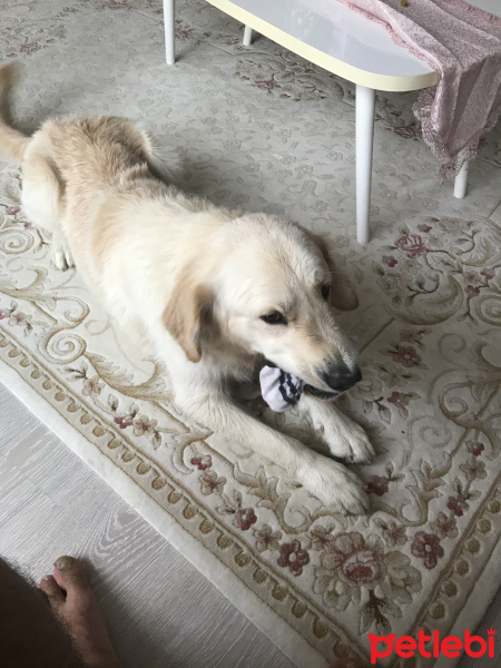 Golden Retriever, Köpek  Bobi fotoğrafı