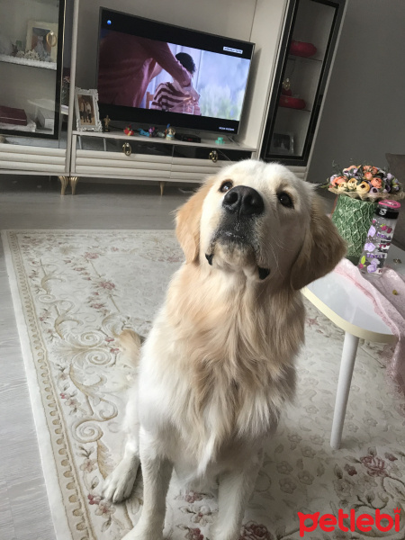 Golden Retriever, Köpek  Bobi fotoğrafı