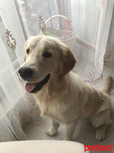 Golden Retriever, Köpek  Bobi fotoğrafı