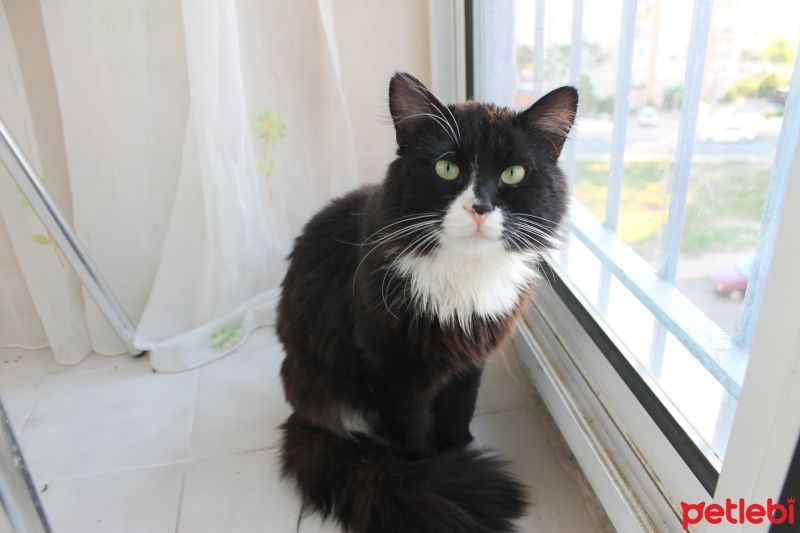 Norwegian Forest, Kedi  Paspas fotoğrafı