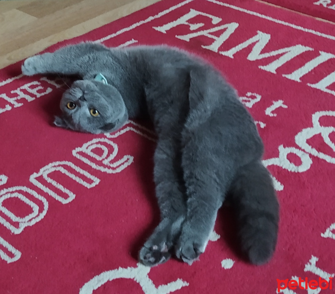 Scottish Fold, Kedi  Duman fotoğrafı