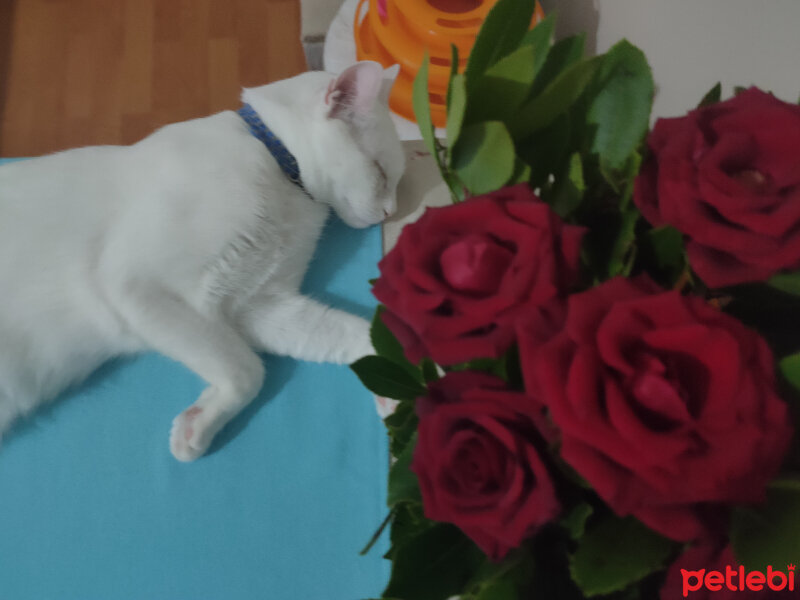 Ankara Kedisi, Kedi  Rıfkı fotoğrafı