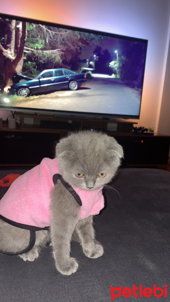Scottish Fold, Kedi  Şila fotoğrafı