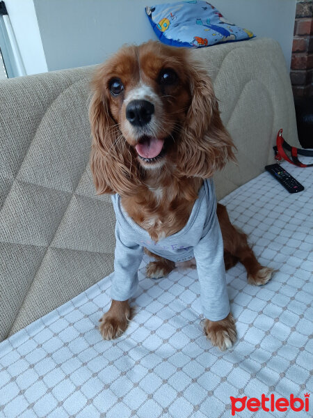 Amerikan Cocker Spaniel, Köpek  Karamel fotoğrafı