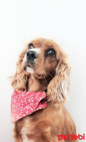 Amerikan Cocker Spaniel, Köpek  Karamel fotoğrafı