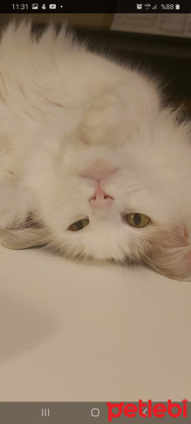 Tekir Kedi, Kedi  Luna fotoğrafı