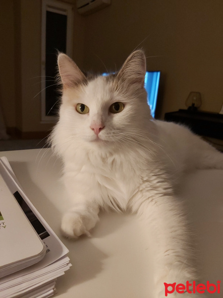 Tekir Kedi, Kedi  Luna fotoğrafı