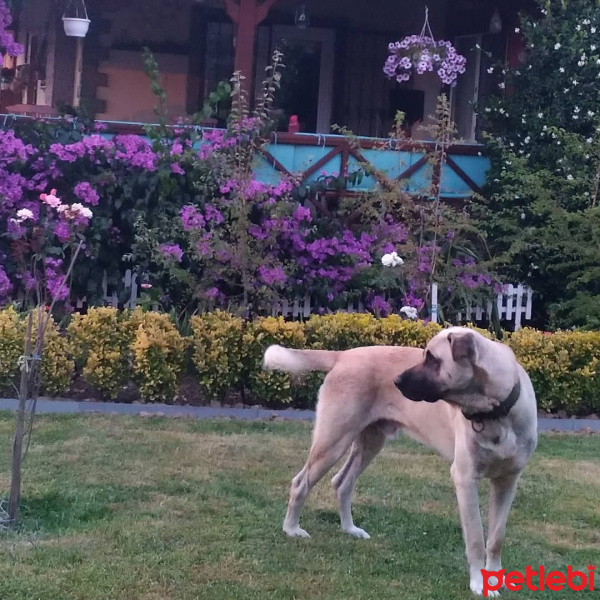 Kangal, Köpek  Duman fotoğrafı