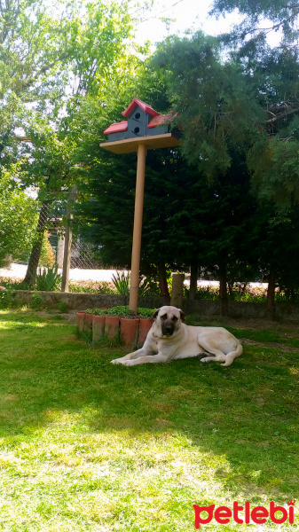 Kangal, Köpek  Duman fotoğrafı