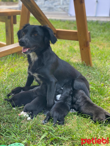 Labrador Retriever, Köpek  Gofret fotoğrafı