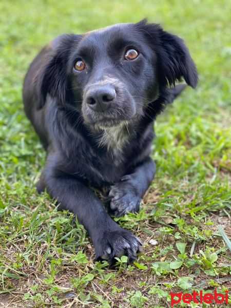 Labrador Retriever, Köpek  Gofret fotoğrafı