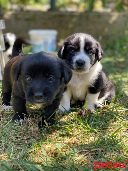 Labrador Retriever, Köpek  Gofret fotoğrafı