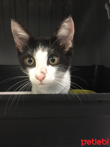 Tuxedo (Smokin) Kedi, Kedi  Köfte fotoğrafı