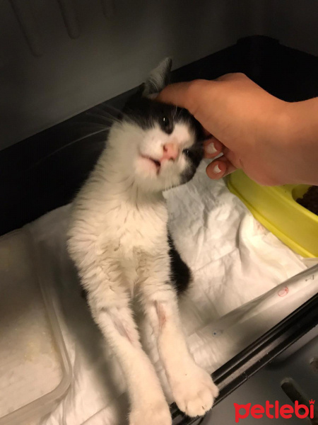 Tuxedo (Smokin) Kedi, Kedi  Köfte fotoğrafı