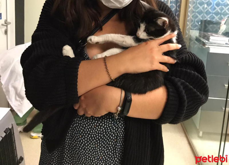 Tuxedo (Smokin) Kedi, Kedi  Köfte fotoğrafı