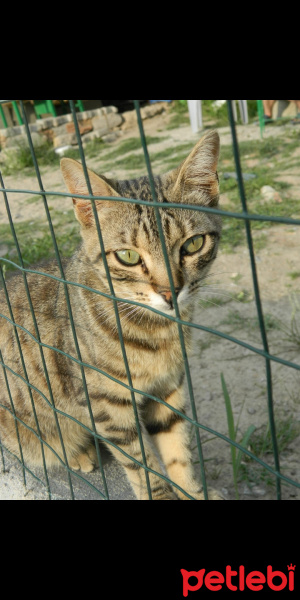 Tekir Kedi, Kedi  Cüce fotoğrafı