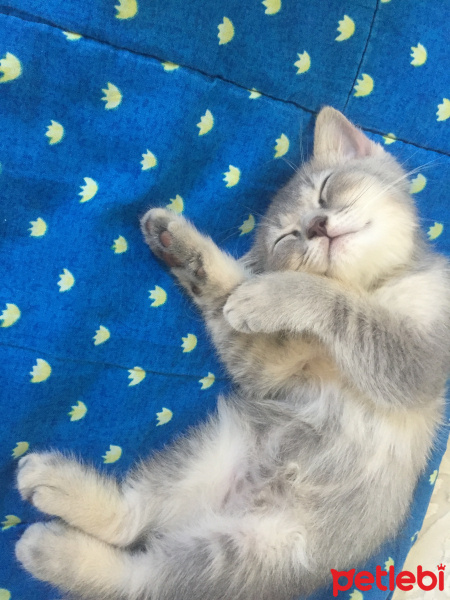 British Shorthair, Kedi  Leo fotoğrafı