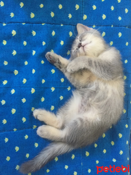 British Shorthair, Kedi  Leo fotoğrafı