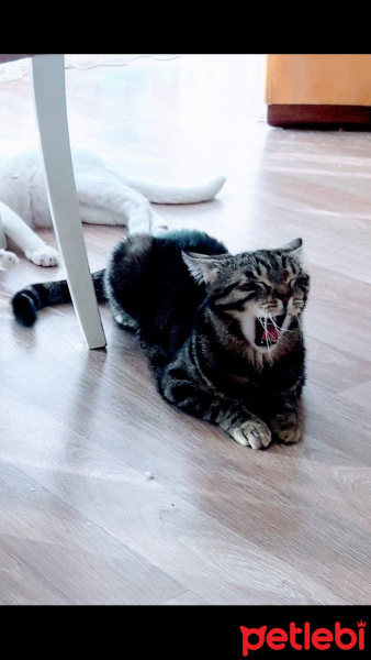 Tekir Kedi, Kedi  Duman fotoğrafı