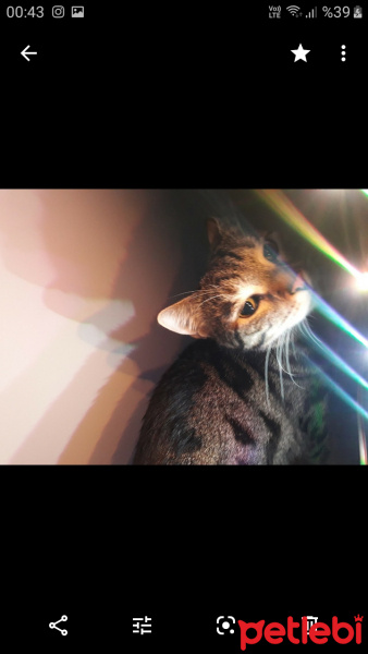Tekir Kedi, Kedi  Duman fotoğrafı