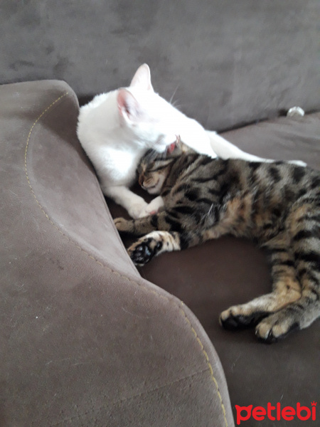 Tekir Kedi, Kedi  Duman fotoğrafı