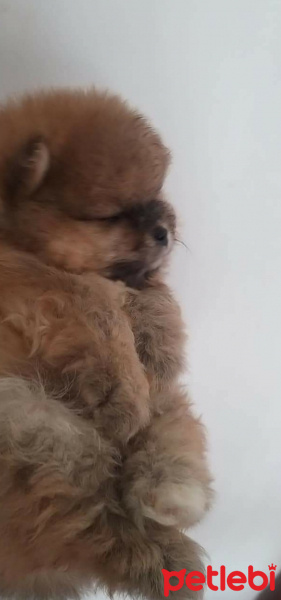 Pomeranyalı, Köpek  Ismi henüz yok fotoğrafı