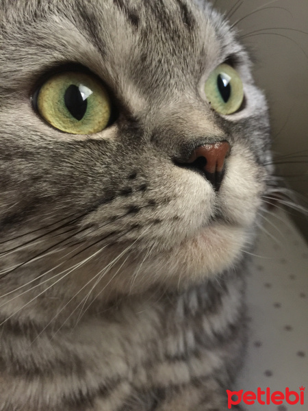 Scottish Fold, Kedi  Gölge fotoğrafı