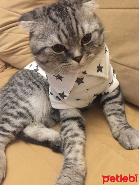 Scottish Fold, Kedi  Gölge fotoğrafı